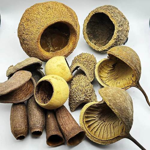 南美缸果壳造景素材躲避果壳