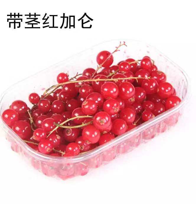 烘焙原料安德鲁速冻红加仑果粒 红醋栗200g  装饰水果