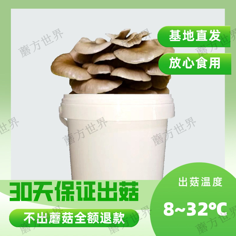 蘑菇种植桶装盆栽食用菌包平袋DIY娃娃小菇趣味园艺多肉植物