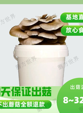 蘑菇种植桶装盆栽食用菌包平袋DIY娃娃小菇趣味园艺多肉植物