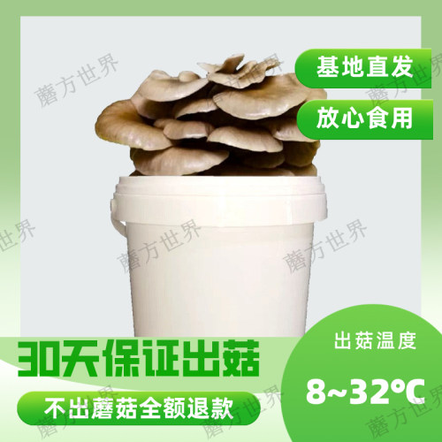 蘑菇种植桶装盆栽食用菌包平袋DIY娃娃小菇趣味园艺多肉植物