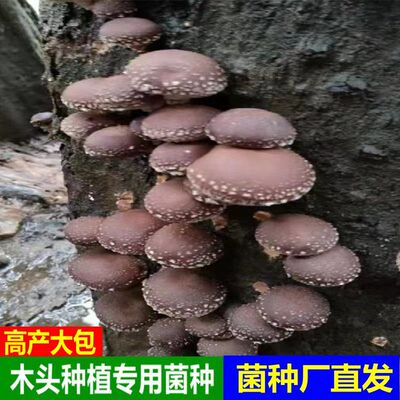 【椴木香菇种】原生态种植大户江西林地木头专用庆元香菇种241