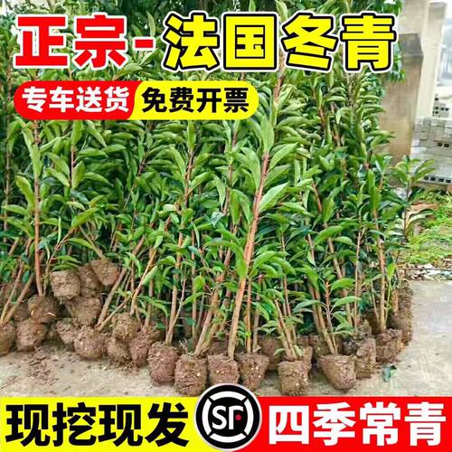 法国冬青珊瑚树苗别墅庭院绿篱四季常绿耐寒篱笆围墙植物树苗冬青