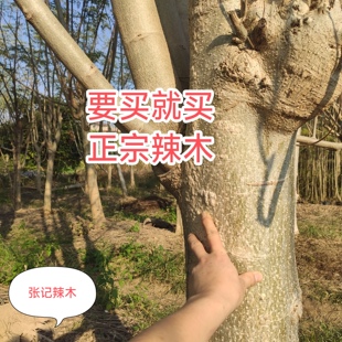 正宗辣木树辣木苗木 10 年老辣木