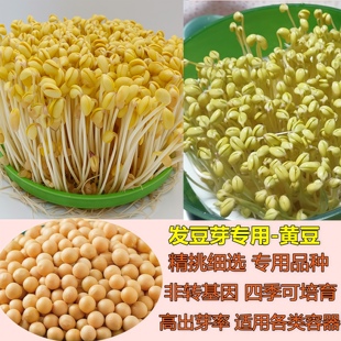 农家新黄豆发豆芽专用黄豆种子生黄豆 黄豆非转基因高出芽率1斤
