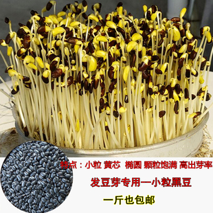 发豆芽黑豆生豆芽专用黑豆黄芯小黑豆种子芽黄豆打豆浆1斤装 包邮