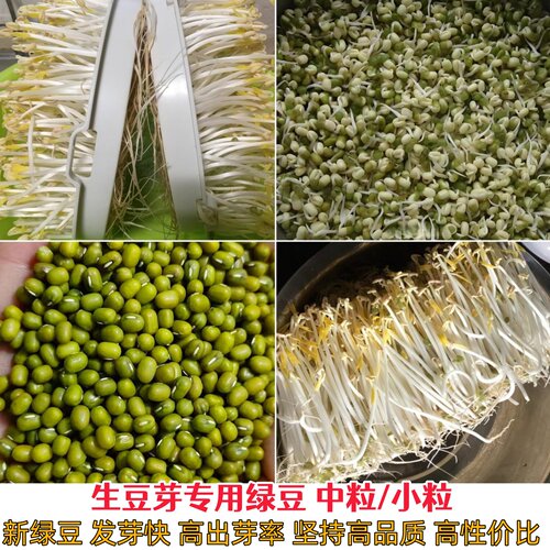 2026年新绿豆发绿豆芽专用绿豆生豆芽长豆芽小粒中粒农产品绿豆