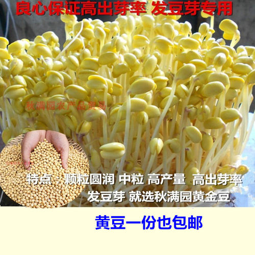 发豆芽专用黄豆中粒大豆芽率98%