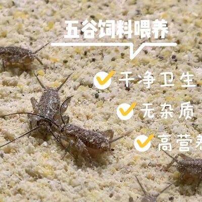 白蟋蟀养殖活体饲料针头蟋蟀蛐蛐守宫蜥蜴角蛙龙鱼鸟食活虫爬宠