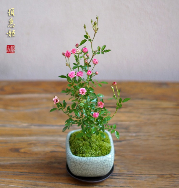 日本超微月季花须惠姬迷你掌上盆栽绿植开花办公桌阳台书房