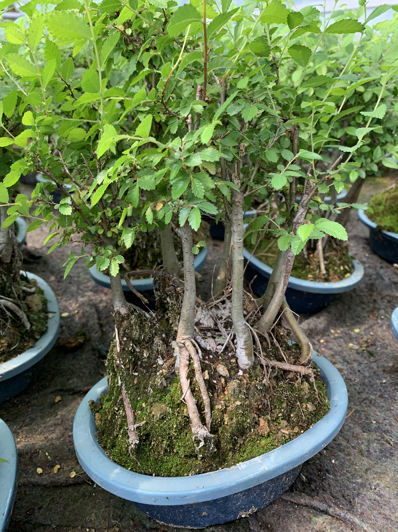 榆树小盆景榆树盆栽丛林式5颗组合盆景