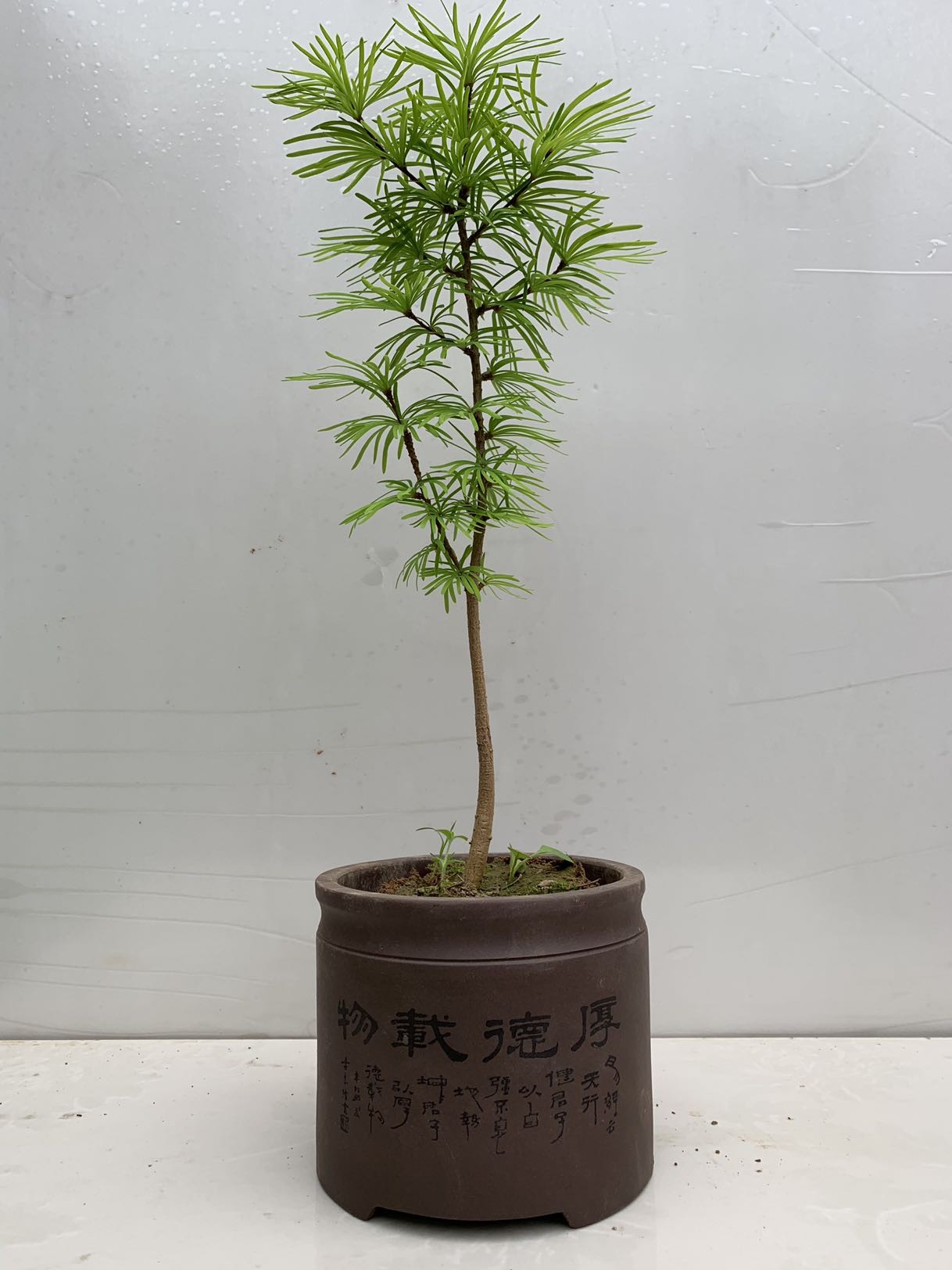 金钱松盆景盆栽树桩金钱松小苗金大型绿植/成品组合盆