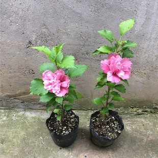 粉红色木槿带花苞重瓣木槿树苗室内外盆栽植物好养四季杯苗送肥料