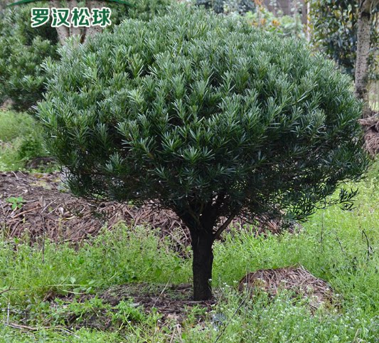 罗汉松球 树桩罗汉松盆景老桩独杆罗汉松树形庭院阳台罗汉松造型