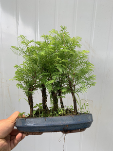 水杉丛林盆景盆栽办公室绿植树桩盆景木本久生植物微型盆景