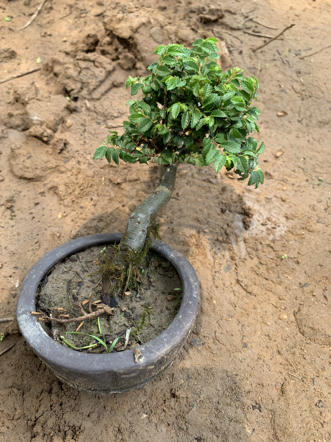 矮霸榆树小叶造型老桩精品榔榆盆景提根室内庭院窗台礼物桌面绿植