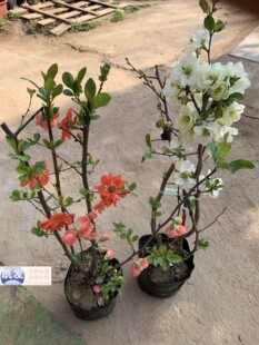 盆栽花卉庭院植物日本海棠花苗大红花海棠贴梗海棠花苗铁杆海棠苗