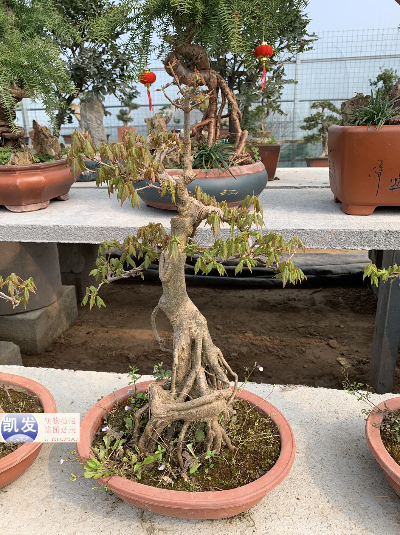 实拍 日本精品矮霸狮子头红枫小品盆景日本进口枫树微型盆景盆栽