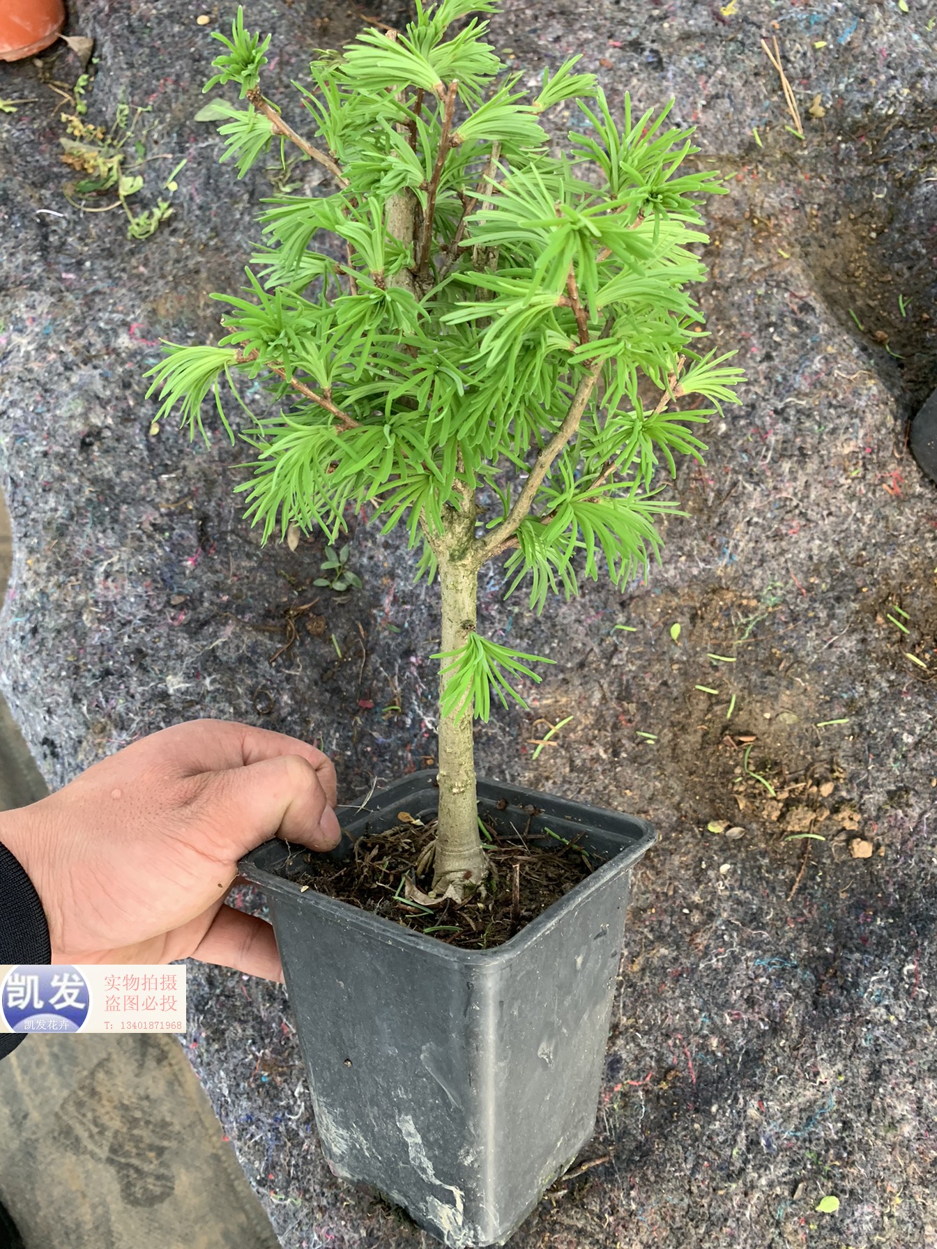 金钱松盆景金钱树苗丛林式金钱松大型绿植/成品组合盆