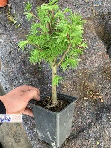 金钱松盆景金钱树苗丛林式金钱松苗 盆景苗 金钱松苗金钱松盆栽