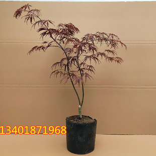 日本石榴红羽毛枫盆景盆栽绿植 庭院室内种植花园植物树 阳台枫叶