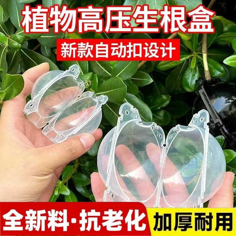 高压盒嫁接盒高压生根繁殖球