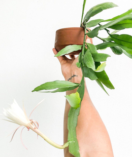 小叶昙花   露台室内窗台客厅网红观叶观花果新手植物