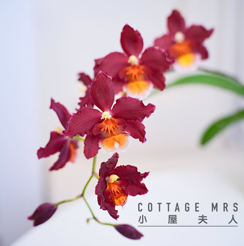 小屋夫人火烈鸟彗星兰杂交兰