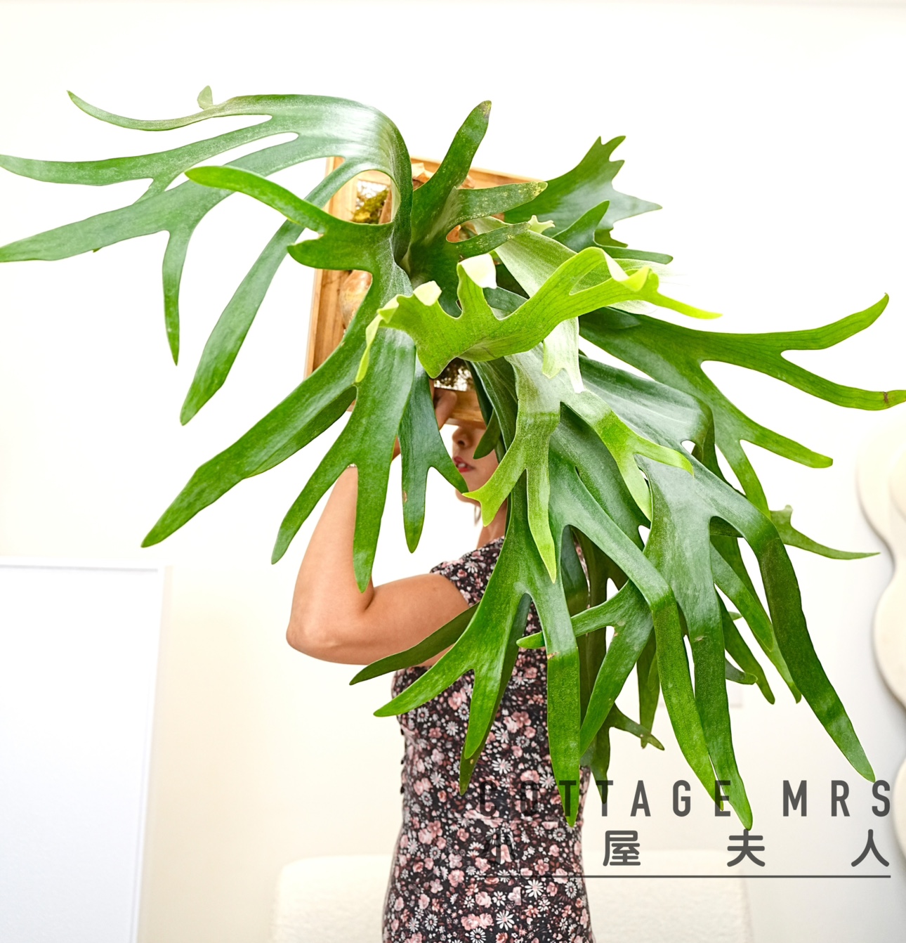 二岐鹿角蕨 生财有“鹿”植物客厅绿植挂墙美观防辐射办公室桌面