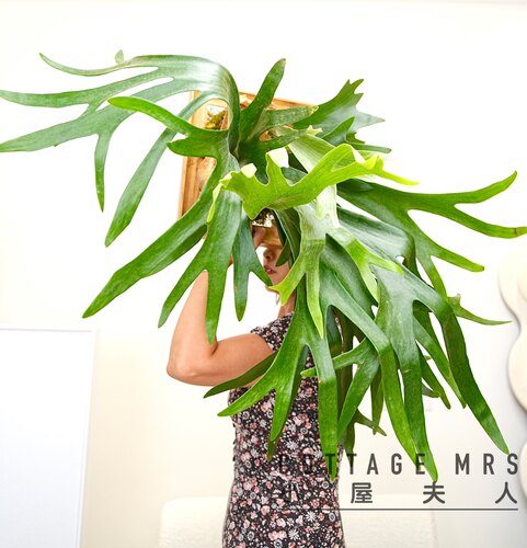 小屋夫人客厅美观辐射鹿角蕨