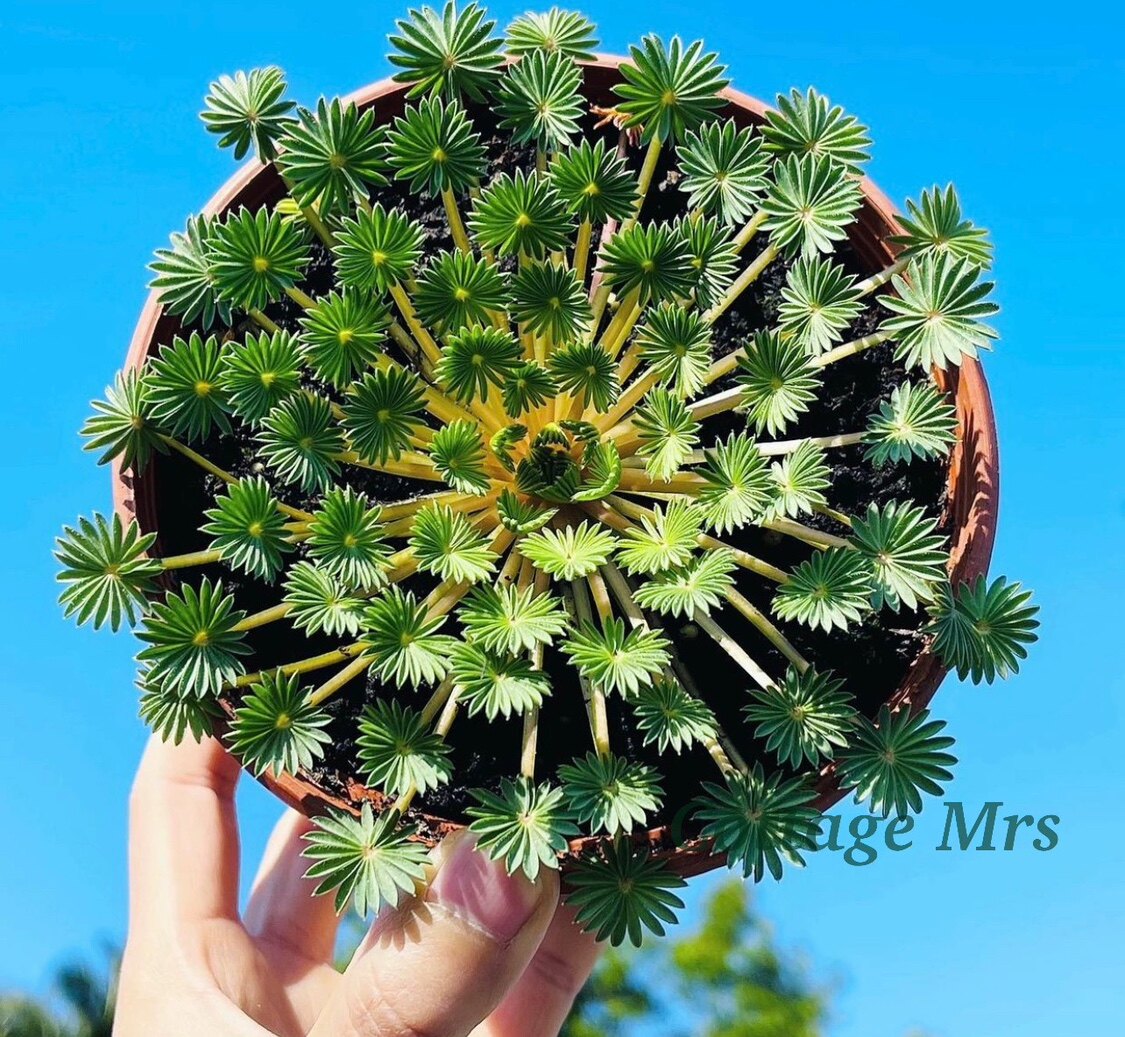 棕榈酢浆草 奇特观叶盆栽阳台庭院植物 冬季