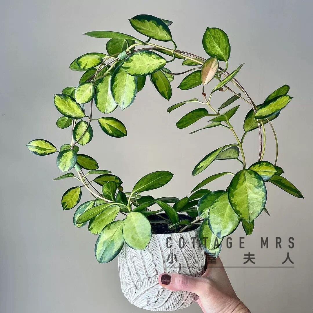 丽萨球兰 (Hoya Australia Lisa)丽莎球兰室内绿植阳台 窗台