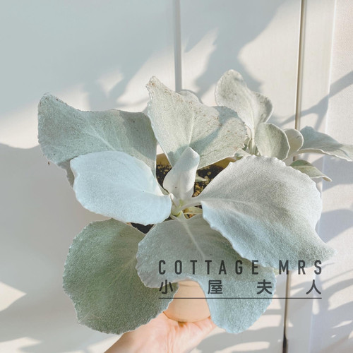 银叶菊 天使之翼盆栽 多年生耐寒观叶植物好养阳台庭院花卉盆栽