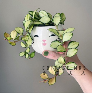 休斯科尔内锦球兰  室内垂吊植物休内窗台阳台客厅好养绿植