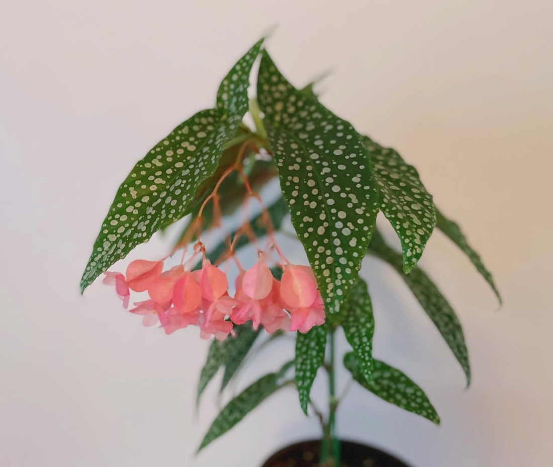 白冰秋海棠 秋海棠植物 网红室内客厅阳台书房绿植