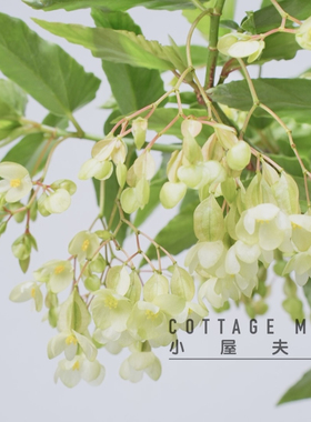 begonia tamaya 白花竹节秋海棠 室内阳台客厅 耐热植物