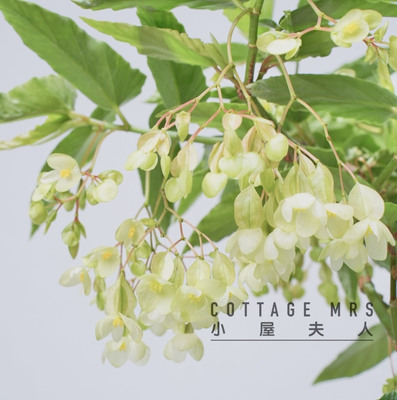 小屋夫人秋海棠室内阳台绿植