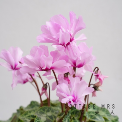 小风车仙客来盆栽植物 室内阳台窗台  年宵花