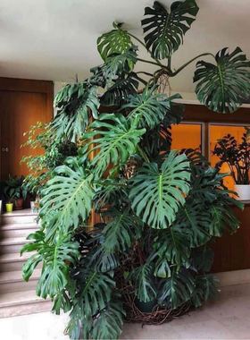 Cottage Mrs龟背竹绿植盆栽耐阴观叶植物  室内净化空气家养