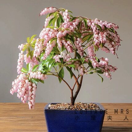 马醉木  盆栽   阳台 室外 庭院植物