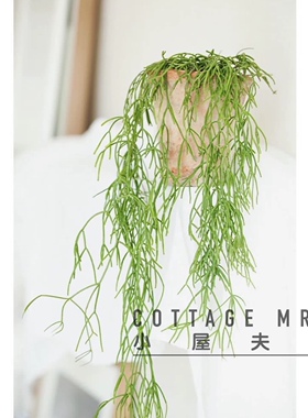 细叶棒叶 喀秋莎 沙生植物不长虫耐旱耐高温丝苇热带雨林附生小众