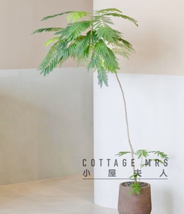 合欢花盆栽办公室绿植景观 室内外好养花卉植物 客厅 卧室 书房