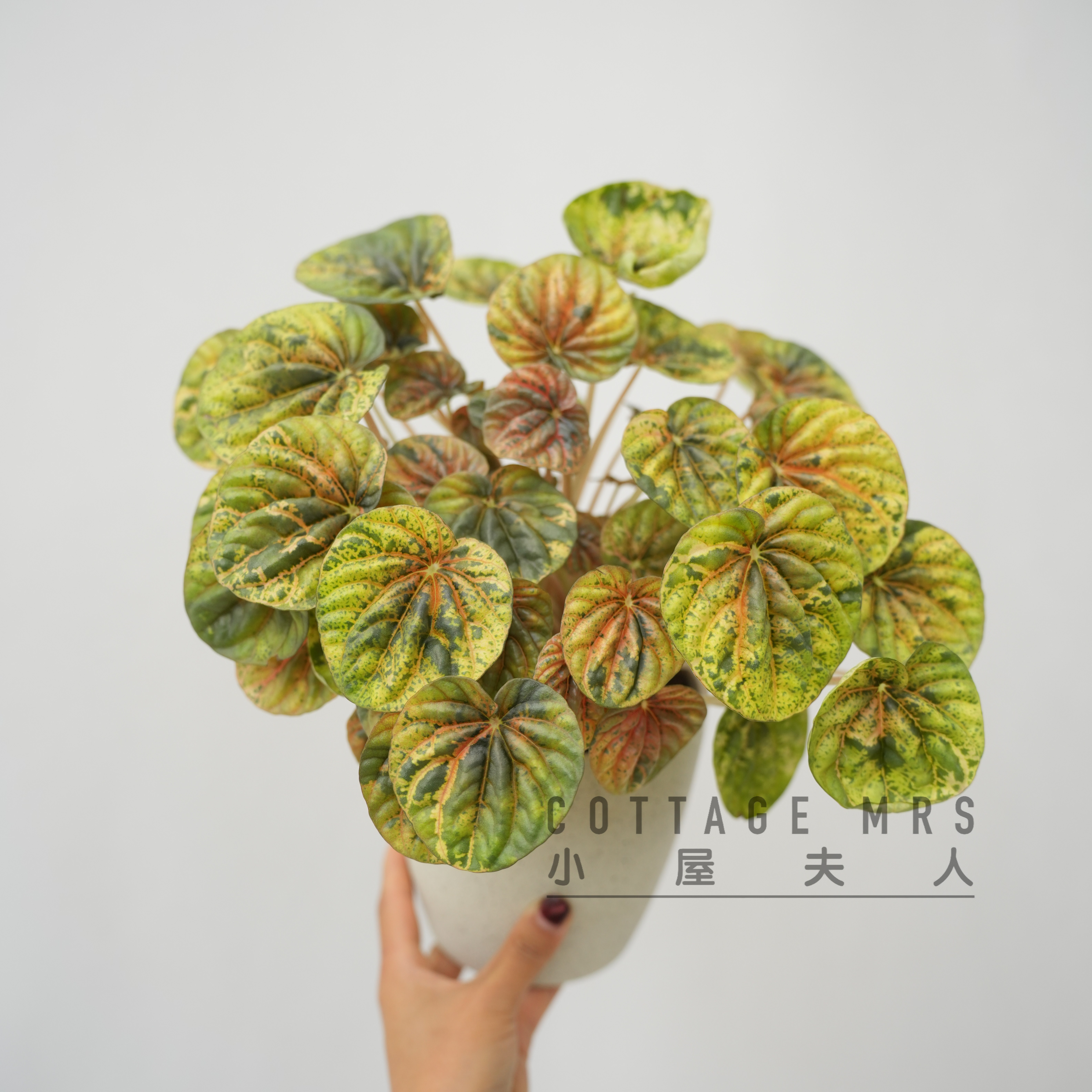 qq糖椒草锦丛生小盆栽桌面绿植锦化椒草热植观赏植物