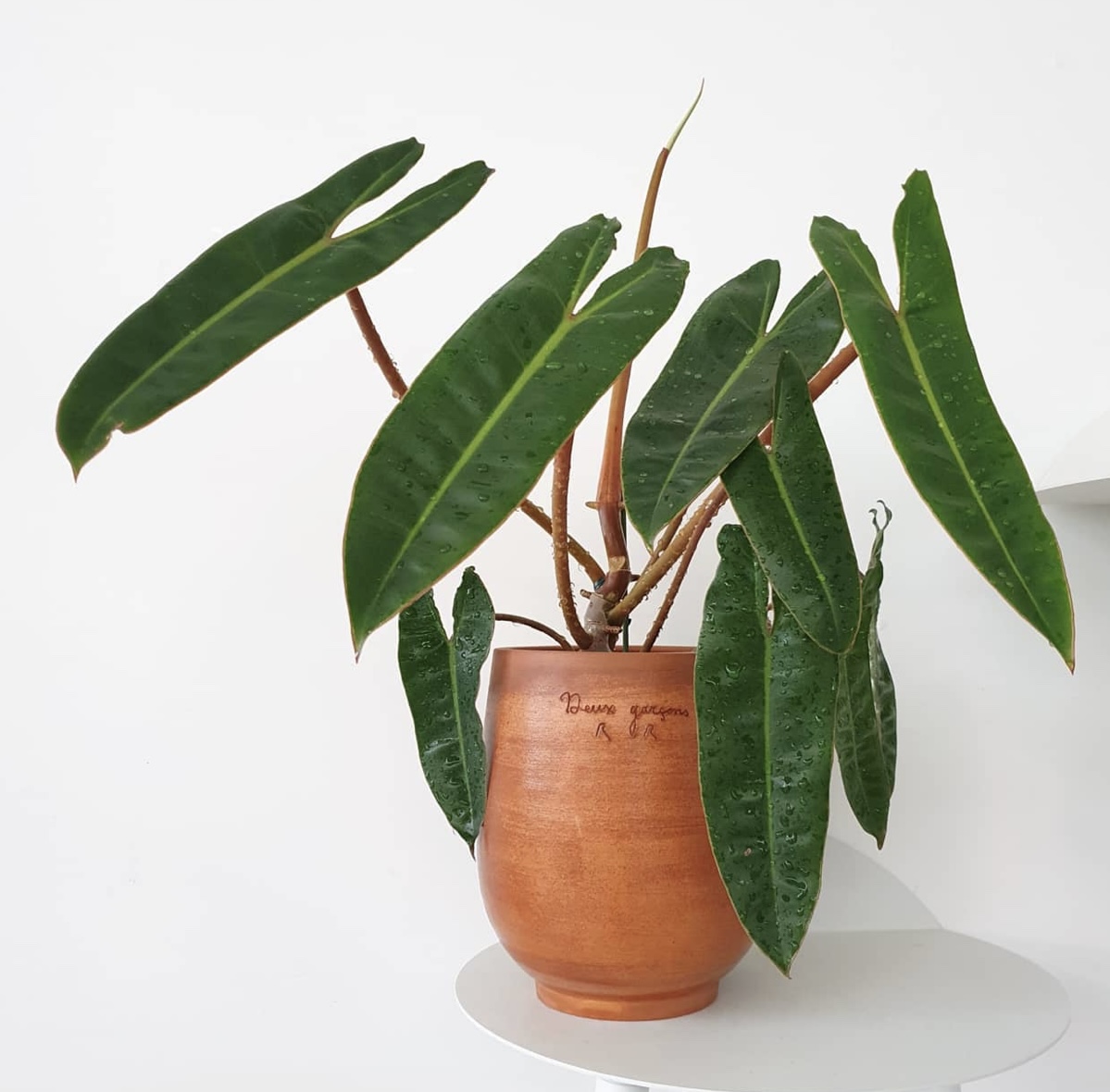 橙柄蔓绿绒  天南星科热植观叶植物盆栽客厅室内阳台趣味好养