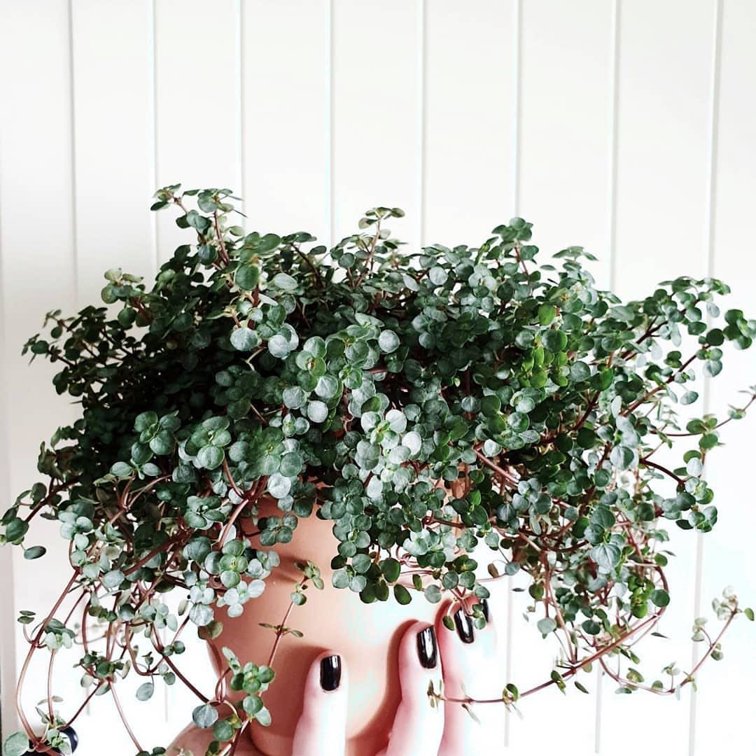 绿植cottagemrs国产冷水厘米