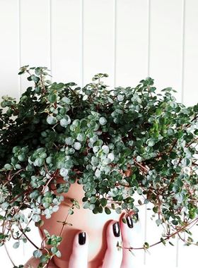 Cottage Mrs国产冷水花 盆栽INS绿植 室内  窗台12厘米高