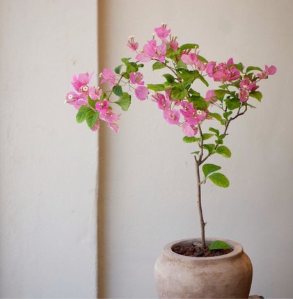 三角梅盆栽带花苗四季开花卉室内阳台植物四季勤开花爬藤植物