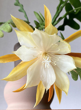 锯齿昙花叶客厅阳台窗台四季常绿
