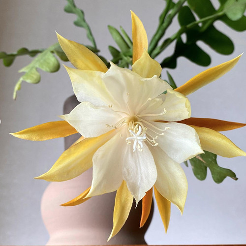 锯齿昙花叶客厅阳台窗台四季常绿