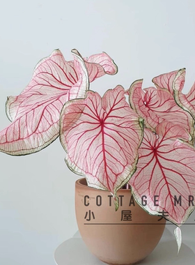 小屋夫人甜心彩叶芋阳台美观绿植